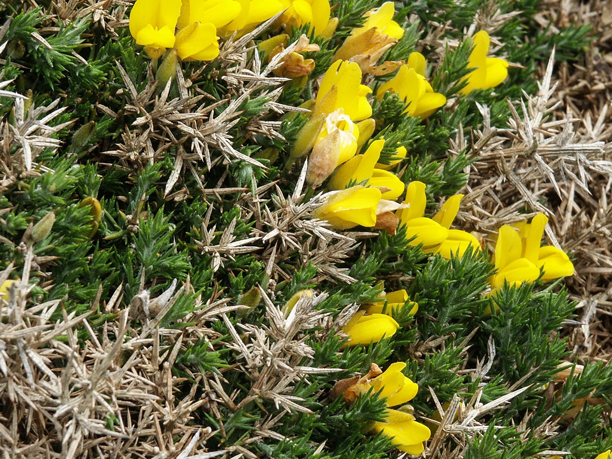 Blüten, Zweige